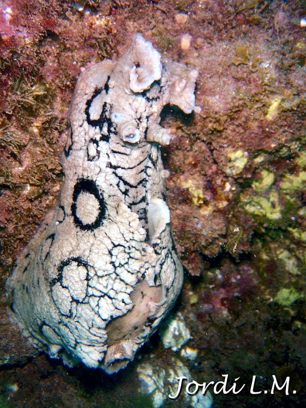 Vaca de mar ( Aplysia dactylomela ).jpg